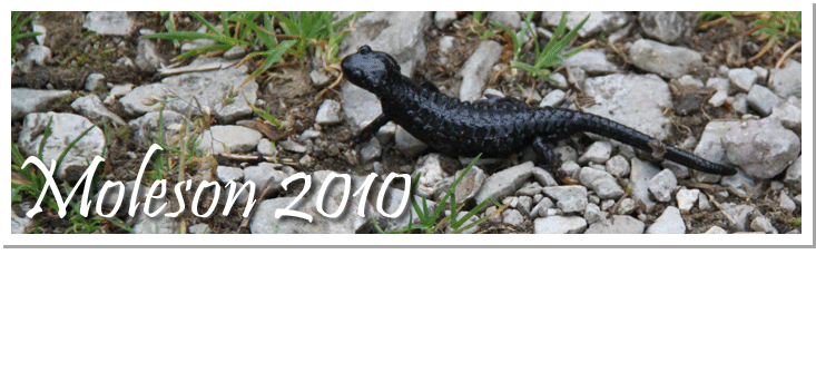 Mol�son 2010